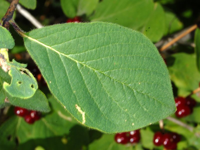 Delle bacche rosse - Lonicera xylosteum